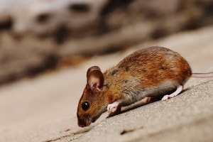 Mouse extermination, Pest Control in Mayfair, Marylebone, W1. Call Now 020 8166 9746