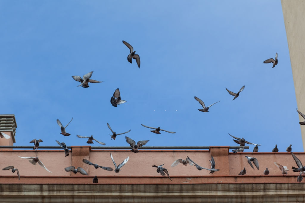 Pigeon Control, Pest Control in Mayfair, Marylebone, W1. Call Now 020 8166 9746