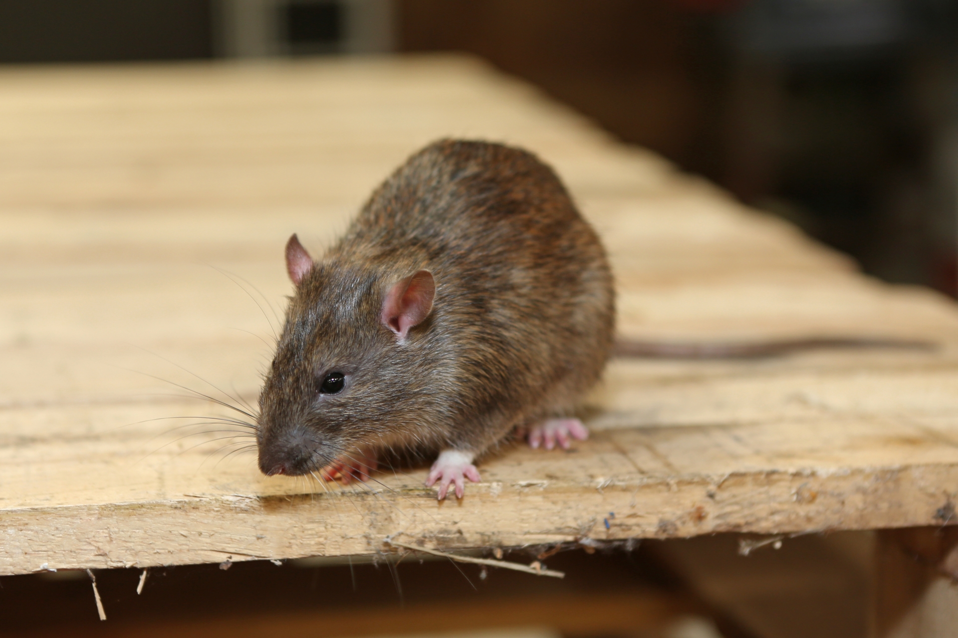 Rat Infestation, Pest Control in Mayfair, Marylebone, W1. Call Now 020 8166 9746