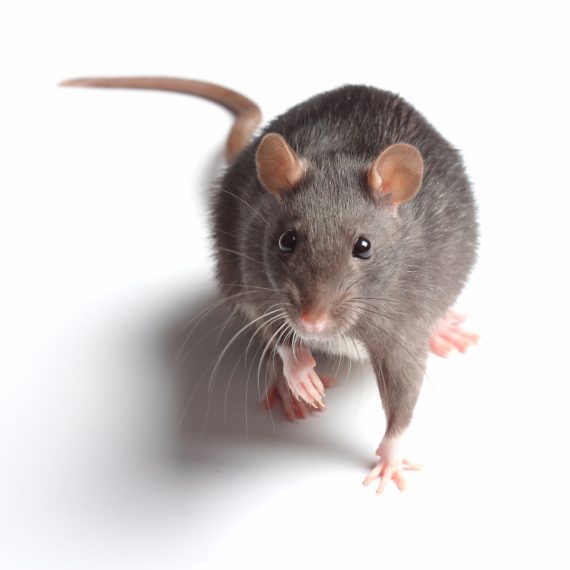 Rats, Pest Control in Mayfair, Marylebone, W1. Call Now! 020 8166 9746