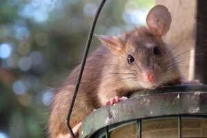 Rat extermination, Pest Control in Mayfair, Marylebone, W1. Call Now 020 8166 9746