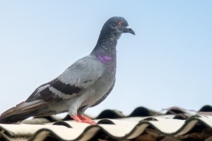 Pigeon Pest, Pest Control in Mayfair, Marylebone, W1. Call Now 020 8166 9746