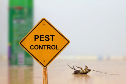 Pest Contol in Mayfair, Marylebone, W1. Call Now 020 8166 9746